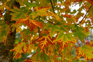 autumn leaves background