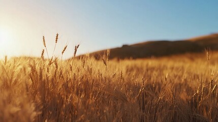A detailed close-up panoramic view of golden wheat fields gently swaying in the breeze under a clear azure sky during a vibrant sunset. Warm sunlight casts a golden glow over the landscape.