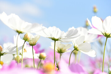 Obraz premium 白いコスモスの花 花畑 