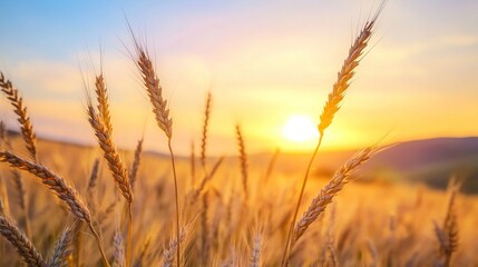 Obraz premium A detailed close-up panoramic view of golden wheat fields gently swaying in the breeze under a clear azure sky during a vibrant sunset. Warm sunlight casts a golden glow over the landscape.