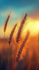 A detailed close-up panoramic view of golden wheat fields gently swaying in the breeze under a clear azure sky during a vibrant sunset. Warm sunlight casts a golden glow over the landscape.