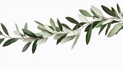 An extended, leafy olive branch with a natural appearance, isolated on a clear, white background, png
