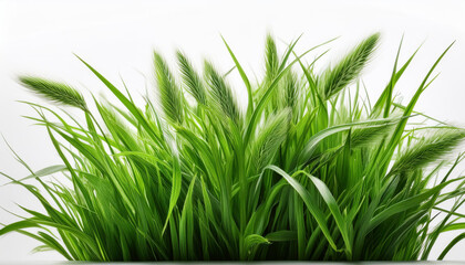 Naklejka premium A green grass with a white background