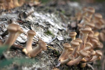 Mushrooms raw big group of honeydew on tree. growing food, collecting in autumn forest, close up, selective focus