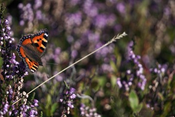 Colorful butterfly is sitting on purple flowers, during sunny day
