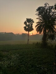 Obraz premium sunrise in the forest