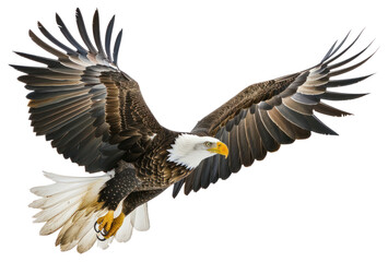 Obraz premium PNG Majestic bald eagle in flight
