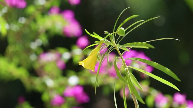 flower and seed pods of cascabela thevetia