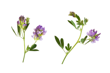 Set of Purple flowers and green leaves of lucerne (Medicago) isolated on white or transparent background