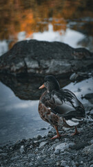Ente von hinten