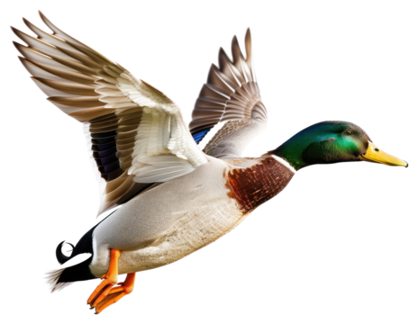 PNG Colorful duck flying gracefully