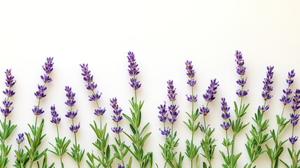 Lavender Blooms on White Background
