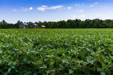 Storage facilities in a crop field