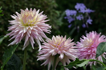 色鮮やかな大輪