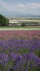 Fototapeta premium 北海道中富良野町にあるラベンダー畑で有名なファーム富田の花畑