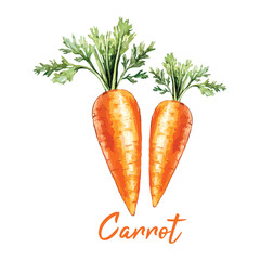 carrot in watercolor illustration style, isolated vector on white background