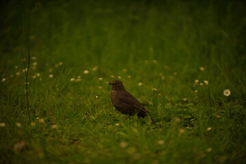 bird on grass