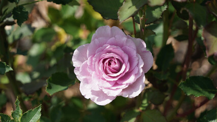 木漏れ日に咲くピンク色のバラ