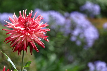 色鮮やかな大輪