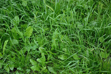 Pasture for cows and horses - 45 year Old grass with mixed plants.