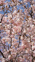 満開の桜と青空