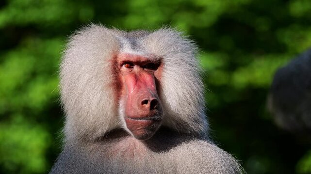The hamadryas baboon sitting on a rock and looking around.  Papio hamadryas is a species of baboon