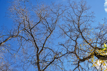Obraz premium bare branches of trees in autumn against a background of blue sky, warm autumn day, autumn landscape