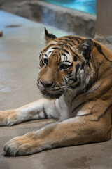 寂しい表情のトラ