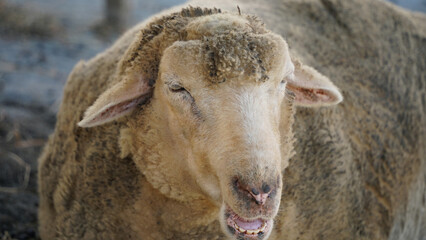 冬が近く寒い日も大丈夫なもこもこな羊毛で暖かそうな羊