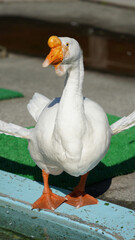 どこか強気なガチョウの写真
