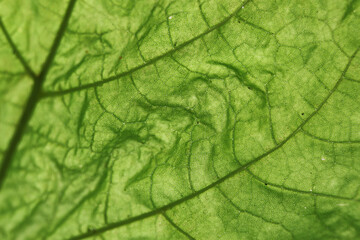 Obraz premium Green leaf detail background
