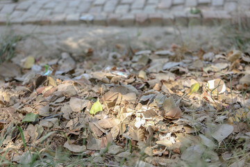 autumn leaves on the ground