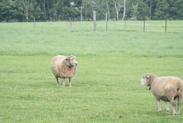 札幌の羊ヶ丘展望台にいる羊たち