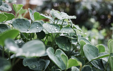 Fototapeta premium Fresh morning dew and frost on leaves in a lush green garden