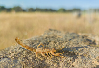 Iberian scoprpion or Buthus ibericus