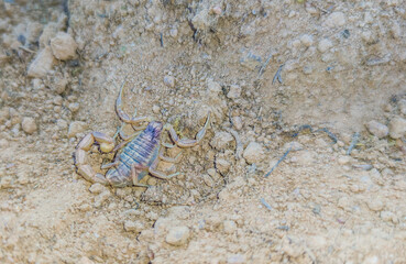 Iberian scoprpion or Buthus ibericus