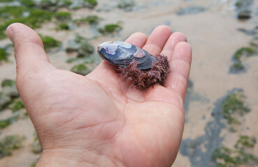 Mussel with algae over my hand © WH_Pics