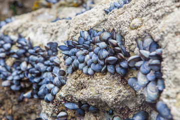 Mussels covering rocks in the intertidal zone