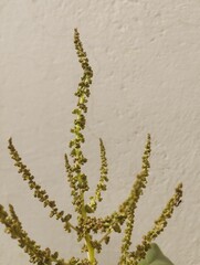 Close up Green amaranth Amaranthus hybrids in flower. Plant in the family Amaranthaceous growing as an invasive weed.