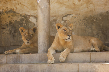 Obraz premium lion and lioness