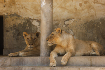 lion and lioness