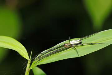 細葉に長い脚を伸ばすスタイル抜群のオオシロカネグモ（自然光＋ストロボ、マクロ接写撮影）