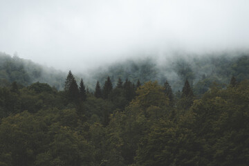 fog in the mountains and in the forest
