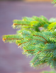 Fir branches close-up. Coniferous trees in the forest. Winter Christmas background. Christmas background, beautiful nature