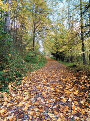 colorful autumn path full of leaves