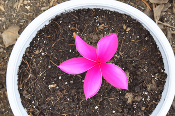 A pot of pink and white plants. Nature green garden concept. A pot of pink and white flowers with soil. A pot of pink and white flowers in the lifestyle soil.