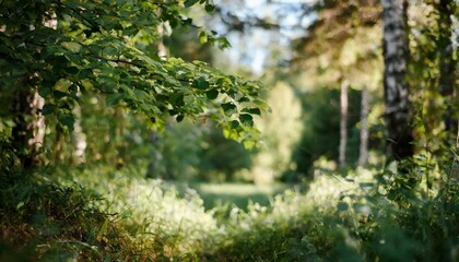 Obraz premium Las liściasty brzozy tapeta fototapeta