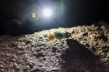 selective Weaver ants, Green ants Oecophylla smaragdina, queen ants on the ground at night with mobile flash light background