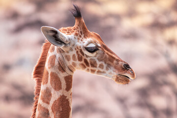 Baby giraffe against blurry trees. Photography taken in France