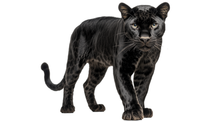 Black leopard tiger isolated on transparent or white background